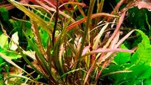 Cryptocoryline rathospiralis: съдържание, възпроизвеждане.